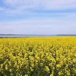 Stranddistel Rechts * Boiensdorf