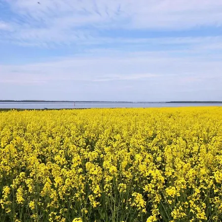 Stranddistel Rechts Boiensdorf