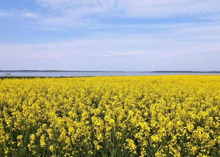 Stranddistel Rechts * Boiensdorf